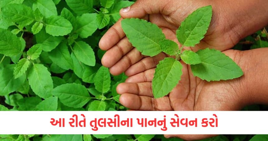 weight loss tips tulsi leaves benefits know here right way eating consuming vajan kam karne ke lie kya kare