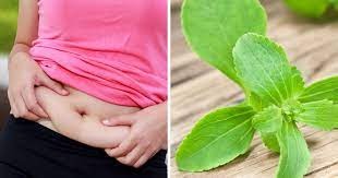 weight loss tips tulsi leaves benefits know here right way eating consuming vajan kam karne ke lie kya karewer