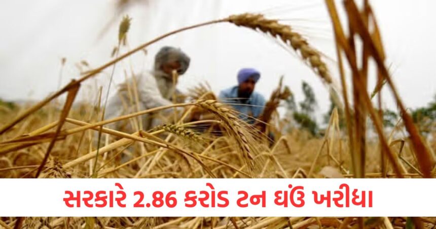 સરકારે ચાલુ સિઝનમાં 2.86 કરોડ ટન ઘઉં ખરીદ્યા, ખેડૂતોને 62,346 કરોડ રૂપિયાની ચુકવણી મળી 1 Government purchased 28.6 million tonnes of wheat in the current season
