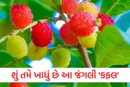 Have you eaten this wild Kafal it is considered