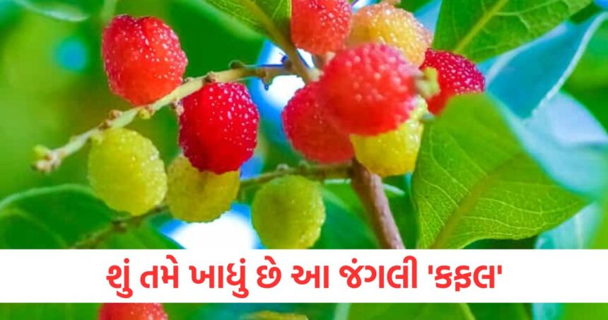 Have you eaten this wild Kafal it is considered