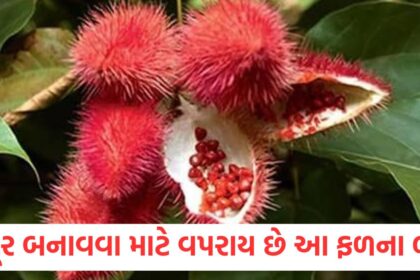 The seeds of this fruit are used to make vermilion