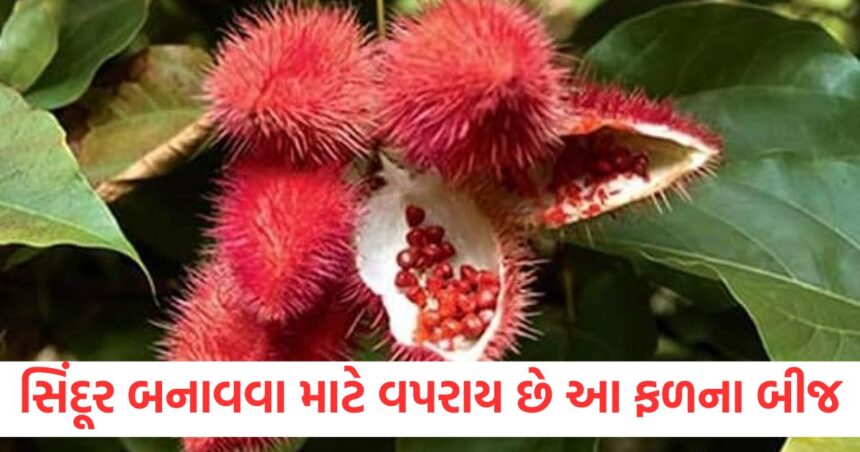 The seeds of this fruit are used to make vermilion