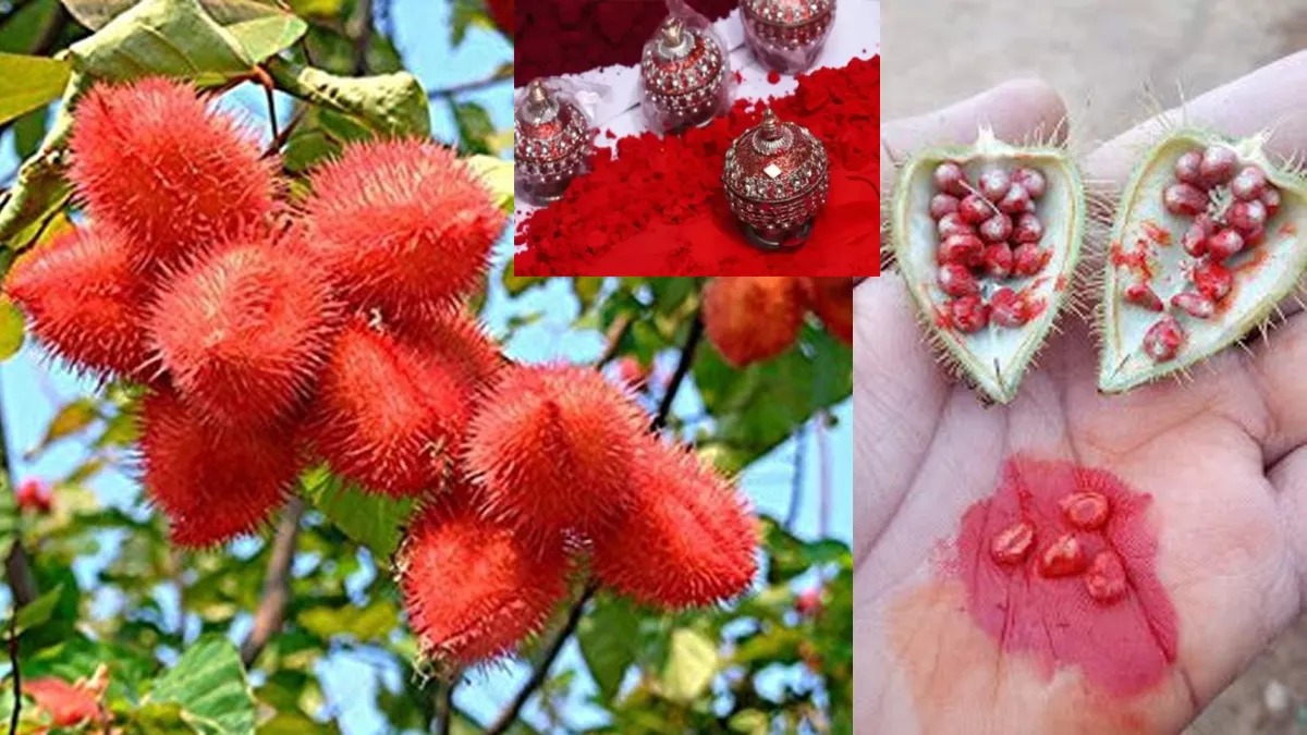 The seeds of this fruit are
