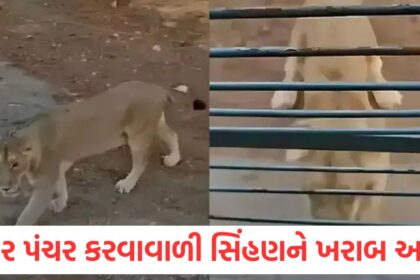 gujarat sasan girs puncture wali sherni goes viral video shows lioness playing with safari vehicle tires