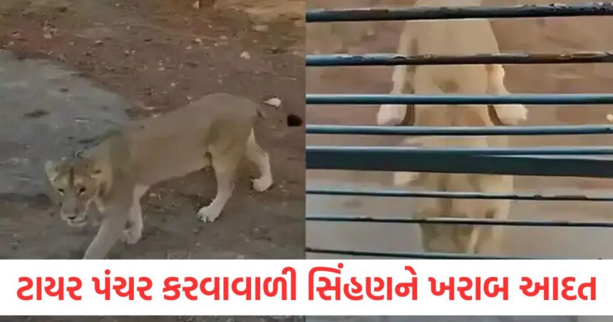 gujarat sasan girs puncture wali sherni goes viral video shows lioness playing with safari vehicle tires
