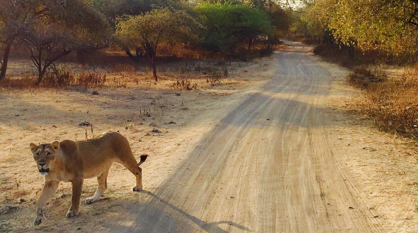 gujarat sasan girs puncture wali sherni goes viral video shows lioness playing with safari vehicle tires1