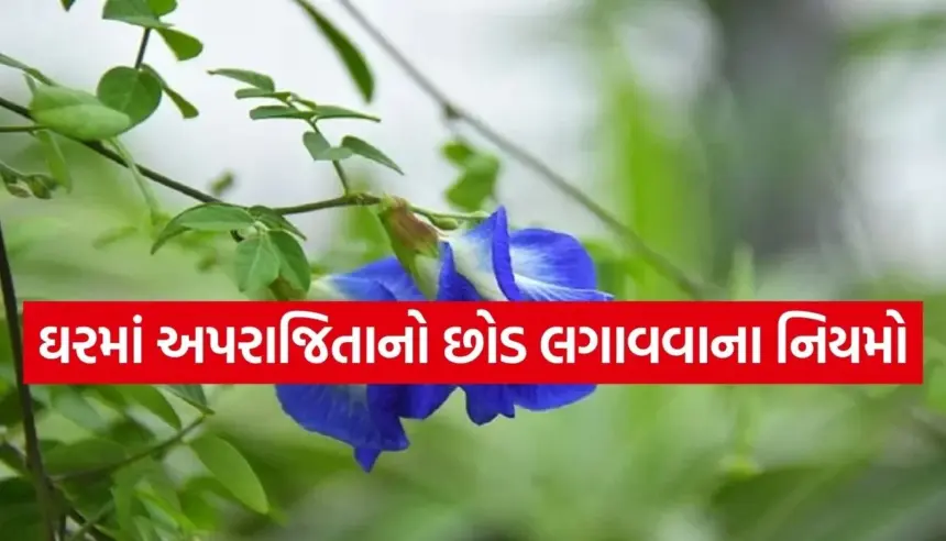 Copy of Satya web temp 25.jpg.webp