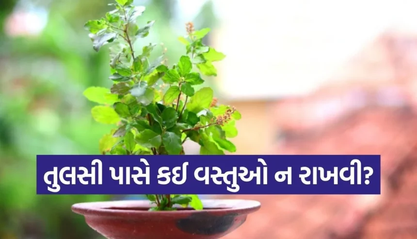 વાસ્તુ શાસ્ત્ર મુજબ, તુલસી પાસે ભૂલથી પણ ન રાખો આ 7 વસ્તુઓ 1 1765744787 Copy of Satya web temp 59.jpg.webp