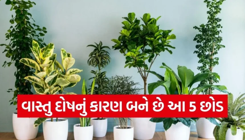 આ 5 છોડ છીનવી શકે છે તમારા ઘરની સુખ-શાંતિ, જાણો શું કહે છે વાસ્તુ શાસ્ત્ર 1 1766033577 Copy of Satya web temp 10.jpg.webp