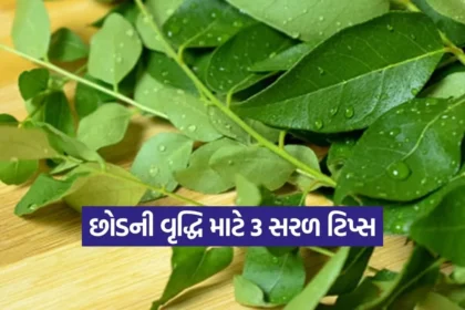 1766496371 kruti 10.jpg.webp