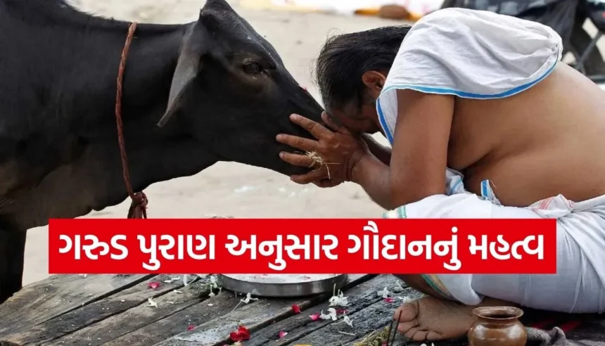મૃત્યુ પહેલા કરેલું ગૌદાન કેમ માનવામાં આવે છે સ્વર્ગની ચાવી? 1 Copy of Satya web temp 2025 12 28T130517.101.jpg.webp
