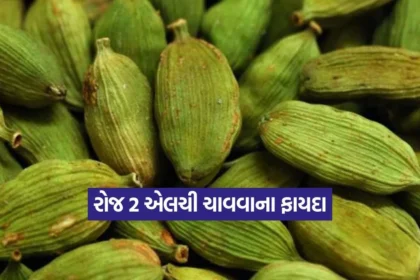 Dharmishtha 2025 12 29T172047.938.jpg.webp