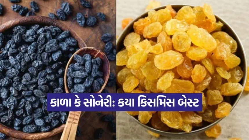 કિસમિસ ખાવાના શોખીન છો! તો જાણો કાળા અને સોનેરી કિસમિસ વચ્ચેનો મોટો તફાવત 1 kruti 8.jpg.webp