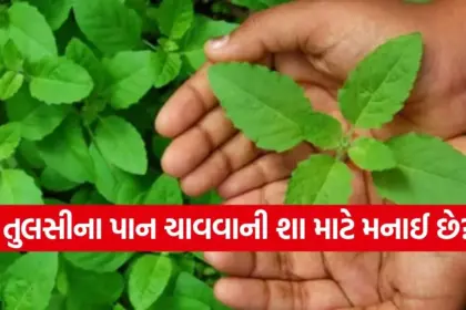 tulsi.jpg.webp