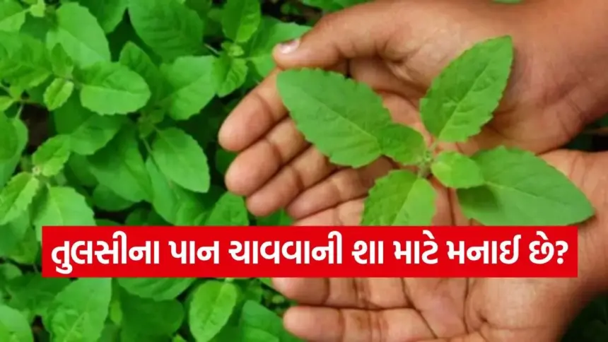 tulsi.jpg.webp