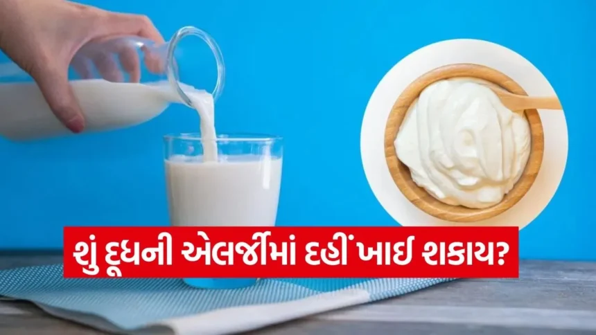 શું દૂધ પીવાથી તકલીફ થતી હોય તેમણે દહીં પણ ન ખાવું જોઈએ? જાણો શું કહે છે આયુર્વેદ અને વિજ્ઞાન 1 1769123806 dharmishtha 1 30.jpg.webp