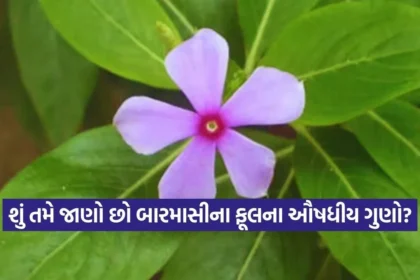 1769210377 dharmishtha 1 64.jpg.webp