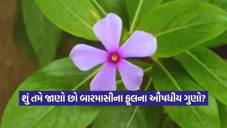 1769210377 dharmishtha 1 64.jpg.webp
