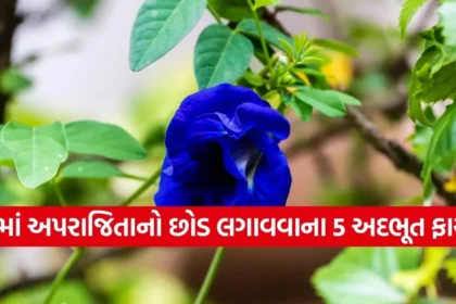 Copy of Satya web temp 30.jpg.webp
