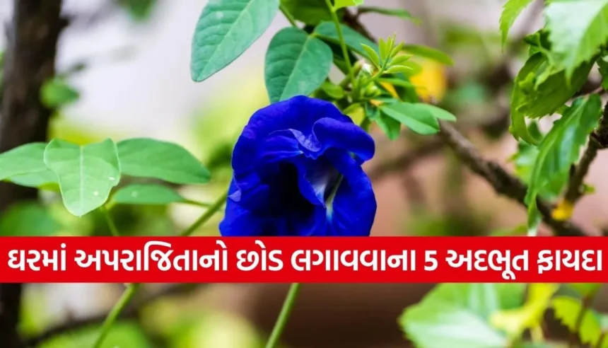 અપરાજિતાનો છોડ દૂર કરશે આર્થિક તંગી, બસ આટલી બાબતોનું રાખો ધ્યાન 1 Copy of Satya web temp 30.jpg.webp