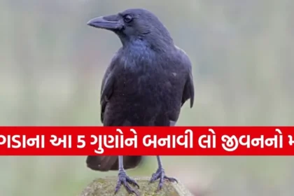 Copy of Satya web temp 94.jpg.webp