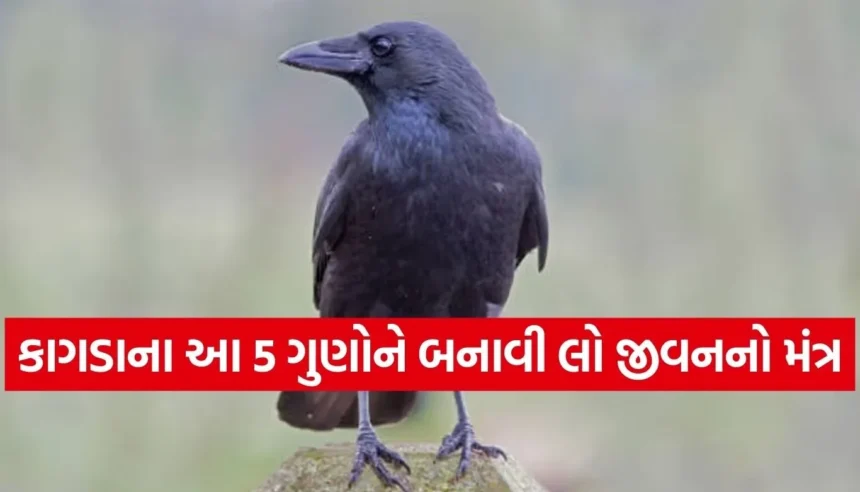 એક સામાન્ય કાગડો પણ બની શકે છે તમારો ‘ગુરુ’, આ 5 લક્ષણો બદલી નાખશે તમારું જીવન 1 Copy of Satya web temp 94.jpg.webp