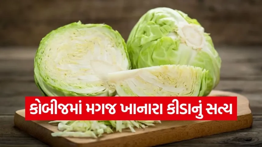 શું કોબીજમાં ખરેખર કીડા છે કે પછી તે માત્ર એક ભ્રમ છે? જાણો તબીબી વિજ્ઞાન શું કહે છે? 1 dharmishtha 1 19.jpg.webp