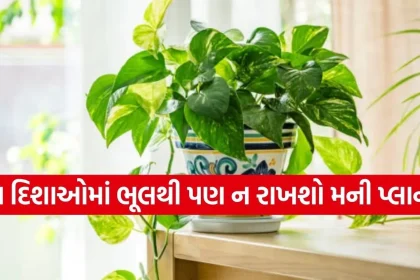 1770652506 Copy of Satya web temp 34.jpg.webp