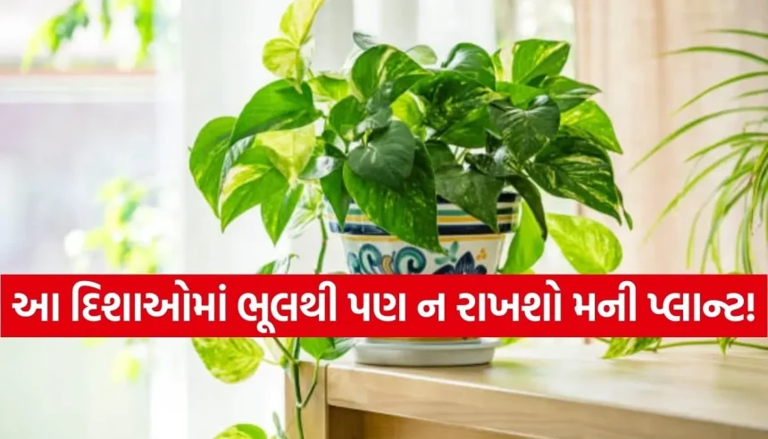 શું તમારા ઘરે પણ ખોટી દિશામાં રાખ્યો છે મની પ્લાન્ટ? આજે જ બદલો, નહીંતર થઈ શકે છે મોટું નુકસાન! 1 1770652506 Copy of Satya web temp 34.jpg.webp