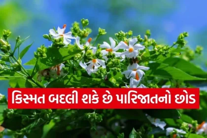 1771030437 Copy of Satya web temp 23.jpg.webp