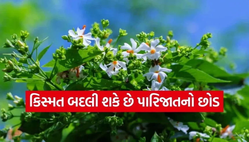 શું તમારા ઘરે પણ છે પારિજાતનો છોડ? જાણો આ દિવ્ય છોડ કેવી રીતે બદલી શકે છે તમારું નસીબ! 1 1771030437 Copy of Satya web temp 23.jpg.webp