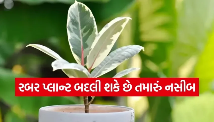 ઘરના મુખ્ય દ્વાર પર રાખો આ એક ‘જાદુઈ’ છોડ, ખેંચાઈ આવશે સુખ-સમૃદ્ધિ અને સકારાત્મક ઉર્જા! 1 1771838723 Copy of Satya web temp 24.jpg.webp