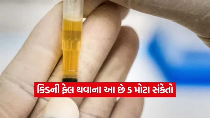 પેશાબમાં દેખાતા આ લક્ષણોને ન લેતા હળવાશમાં! કિડની ફેલ થવાના આ છે 5 મોટા સંકેતો, જાણો કેવી રીતે ઓળખવા 1 1774706104 dharmishtha 1 19.jpg.webp