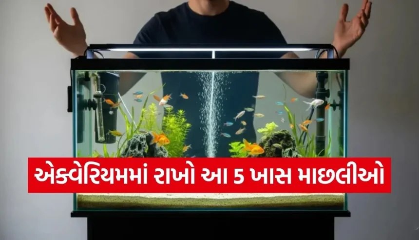 શું તમારા ઘરમાં વારંવાર ઝઘડા થાય છે? વાસ્તુ મુજબ માછલીઘરમાં રાખો આ ‘લકી’ માછલીઓ, તરત દેખાશે અસર 1 Copy of Satya web temp 27.jpg.webp