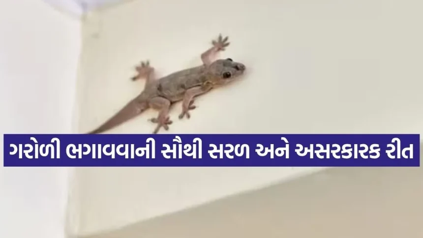 ગરોળીને માર્યા વગર ઘરની બહાર ભગાવવાનો 100% રામબાણ ઈલાજ: રસોડાની આ ૩ વસ્તુઓ જ કાફી છે! 1 INDIA 1 59.jpg.webp