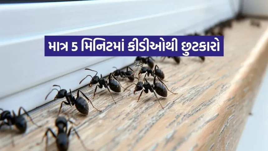 રસોડામાં દેખાય છે કીડીઓ? બસ આ એક વસ્તુ મિક્સ કરો અને જુઓ જાદુ – આખી ફોજ ગાયબ! 1 INDIA 1 71.jpg.webp