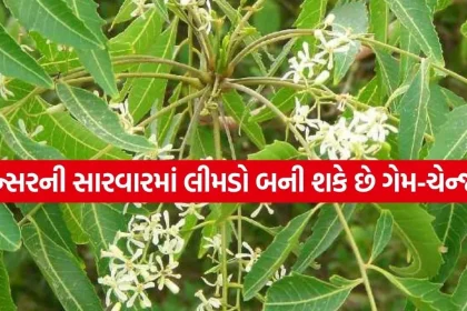 Neem 3003.jpg.webp