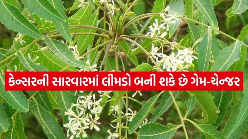લીમડો માત્ર ત્વચા માટે જ નહીં, હવે જીવલેણ કેન્સર સામે પણ લડશે 1 Neem 3003.jpg.webp