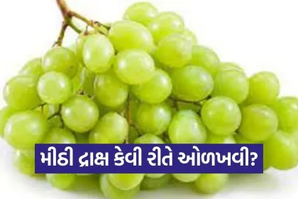 dharmishtha 1 2026 03 10T172601.215.jpg.webp