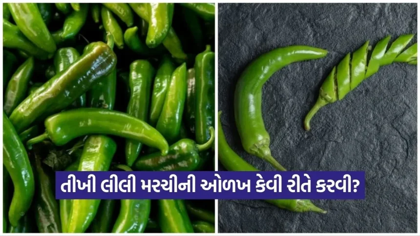 dharmishtha 1 2026 03 11T163659.004.jpg.webp