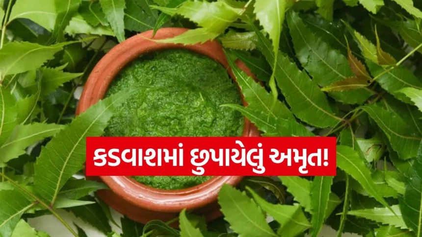 સવારે ખાલી પેટે લીમડાના પાન ખાવાથી શરીર થશે ડિટોક્સ 1 neem leves.jpg.webp
