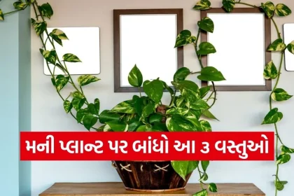 1775109787 Copy of Satya web temp 16.jpg.webp