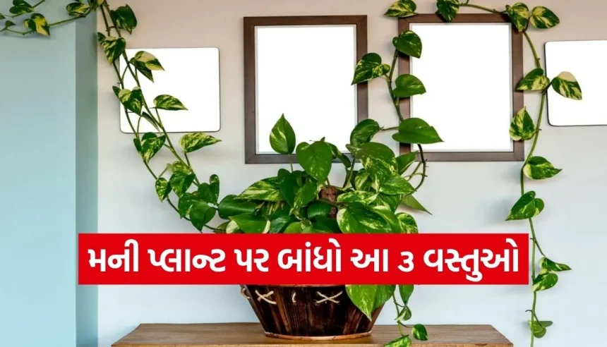 શું તમારા ઘરે પણ પૈસા ટકતા નથી? મની પ્લાન્ટ પર બાંધો આ ૩ વસ્તુઓ, પછી જુઓ ચમત્કાર! 1 1775109787 Copy of Satya web temp 16.jpg.webp