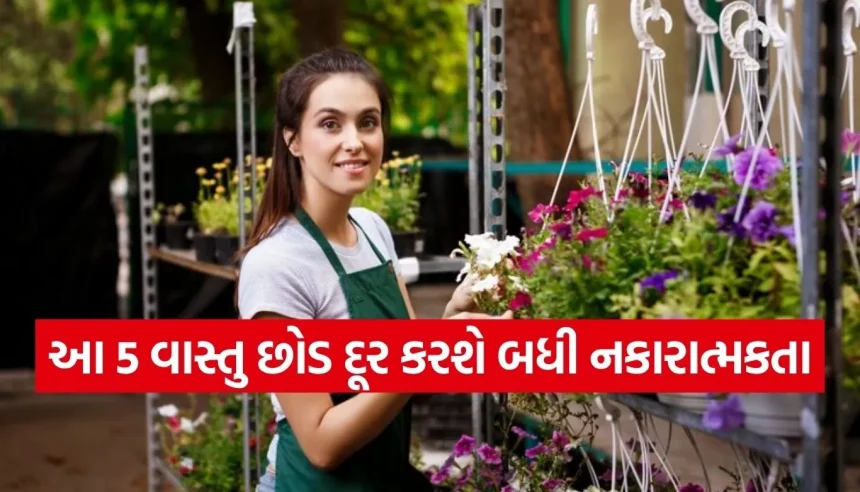 શું પરિવારમાં વારંવાર ઝઘડા થાય છે? વાસ્તુ મુજબ આ છોડ લગાવવાથી સંબંધોમાં ઓગળશે મધ જેવી મીઠાશ 1 1776581917 Copy of Satya web temp 25.jpg.webp