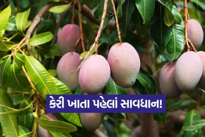 1776726637 dharmishtha 1 20.jpg.webp