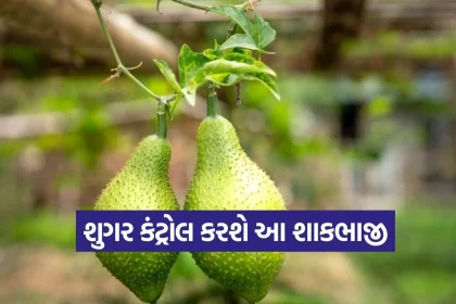 1777044226 dharmishtha 1 20.jpg.webp