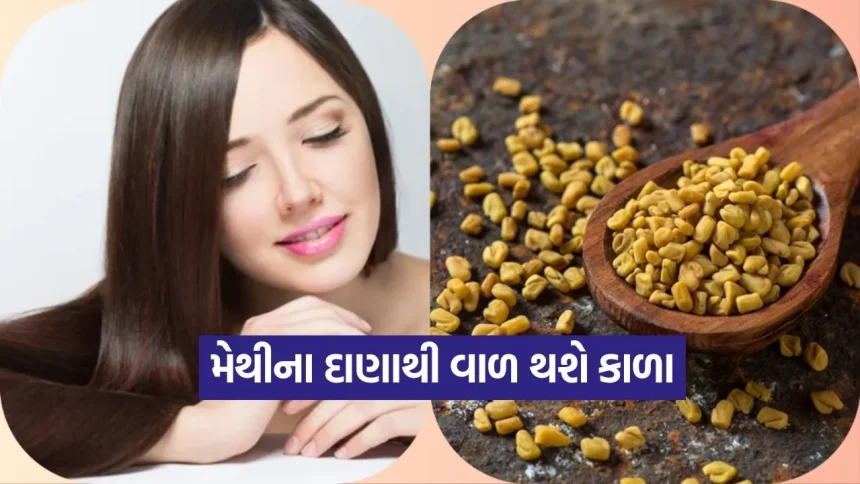 શું મેથીના દાણા ખરેખર વાળ કાળા કરી શકે? જાણો તેનો સાચો ઉપયોગ અને અદભૂત ફાયદા 1 1777072970 dharmishtha 1 14.jpg.webp