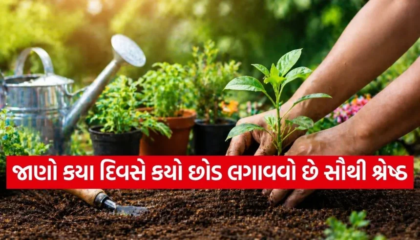 ઘરમાં સુખ-સમૃદ્ધિ લાવશે આ નનકડા છોડ, જાણો કયા નક્ષત્રમાં વૃક્ષારોપણ કરવાથી ચમકશે ભાગ્ય 1 1777245761 Copy of Satya web temp 18.jpg.webp