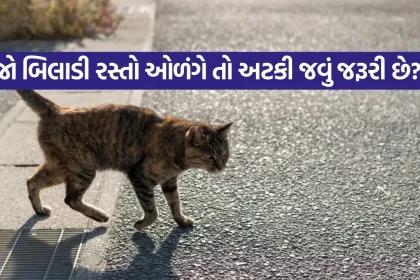 CAT 2404.jpg.webp